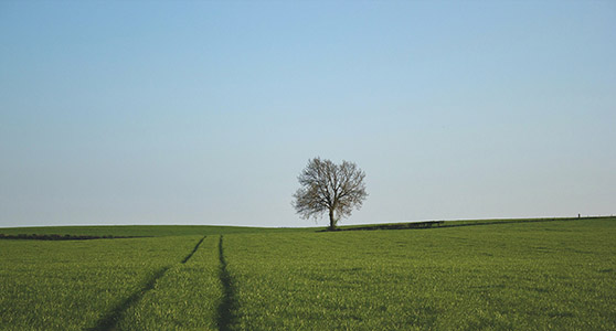Grassy field with one tree.