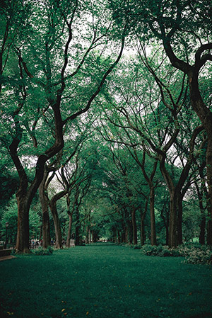 Grassy area with trees.